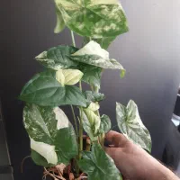 گل و گیاه