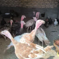 فروش ویژه بوقلمون ۵ ماهه (گوشتی+تخمگذار)