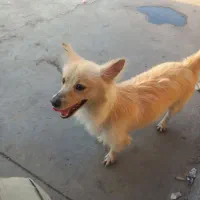 سگ اشپیتز خیلی باهوش و مهربون