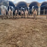 ۳۰رس گاو شری ۵۰درصد آبستن ۲ماه تا ۳ ماه