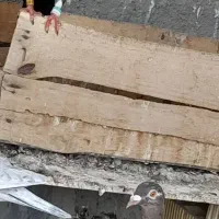 کبوتر