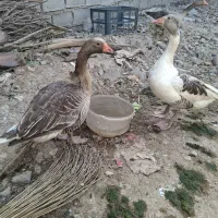 پرنده|حیوانات مزرعه|اهواز, ۲۴ متری|دیوار