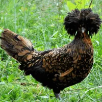 فروش انواع نژادهای زینتی مرغ و خروس|حیوانات مزرعه|فراشبند, |دیوار