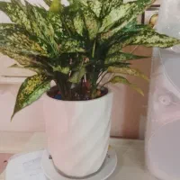 گل وگلدان آگلونما