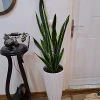 گل اپارتمانی|گل و گیاه طبیعی|کرج, محمود آباد|دیوار