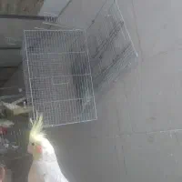 هلندی نر آهویی ابلغ فول دستی سخنگو(حتمامتن بخانید)|پرنده|شاهین‌شهر, شهرک گلدیس|دیوار