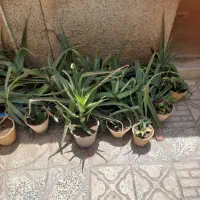 تعدادی گلدان آلوئه ورا، سرحال و شاداب و بزرگ|گل و گیاه طبیعی|قزوین, |دیوار