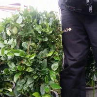 یاس هلندی گلدان12و3نیم پر|گل و گیاه طبیعی|چابکسر, |دیوار