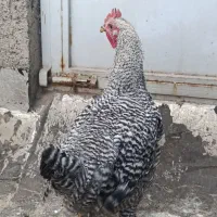 خروس امروک