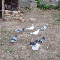 کبوتر تکپر پرشی