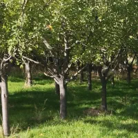 خرید فروش زمین زرنق