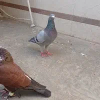 تعدادی طوقی دبال وکربلای و آلمانی پلاکی|پرنده|مینودشت, |دیوار