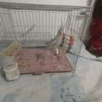 عروس هلندی صورت سفید|پرنده|قروه, |دیوار