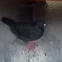 فروش کبوتربغدادی اصلی