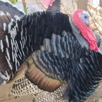 بوقلمون|حیوانات مزرعه|اندیمشک, |دیوار