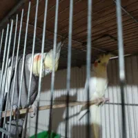 طوطی عروس هلندی باجوجه ومرغ عشق مولد
