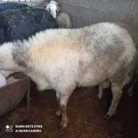 چهارراس نربره آس چاق خمیرجوخورده|حیوانات مزرعه|آزادشهر, |دیوار