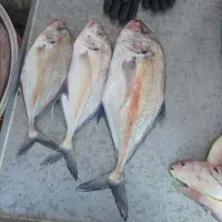 ماهی جش صید قایق