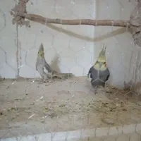 عروس هلندی مولد