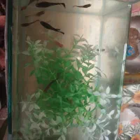 ماهی گوپی با بچه واکواریوم