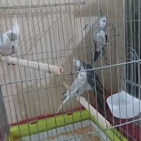 جفت با جوجه مامونیه