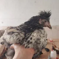 جوجه گلپایگانی