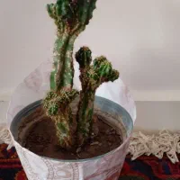 کاکتوس صخره ای