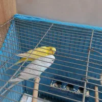 مرغ عشق|پرنده|فولادشهر, فولادشهر|دیوار