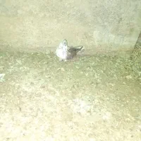 کبوتر آس ماده|پرنده|سنگدوین, |دیوار