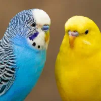 جفت مرغ عشق با تخم