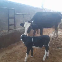 گاو گوساله ماده