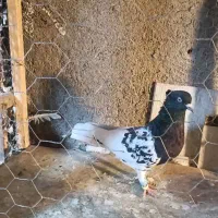 کبوتر رنگی|پرنده|مشهد, کلاته برفی|دیوار