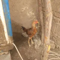 فروش یه عدد جوجه خروس لاری