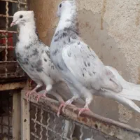 جوجه .کفتر ..  شازده سبز. هما سورور