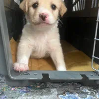 سایز ریز عروسکی