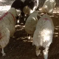 ۴راس بره چاق ۴۵کیلوتا۶۵کیلو چیده وتمیز