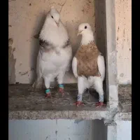 کبوتر لطفا اگهی رو بخون