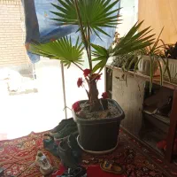 گلا
