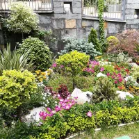 محوطه سازی و درختان بن دار