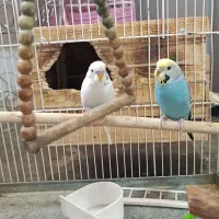 قفس بزرگ با یک جفت مرغ عشق