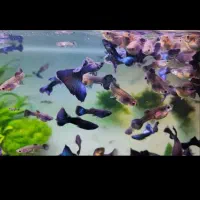 گوپی وارداتی