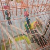 طوطی برزیلی جفت و مولد کار داده