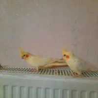 عروس هلندی لوتینو