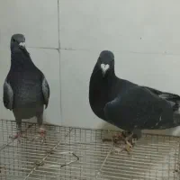 .یک جفت چاپی .عروس هلندی|پرنده|رشتخوار, |دیوار