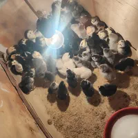 گلین لری|پرنده|شیراز, جوادیه|دیوار