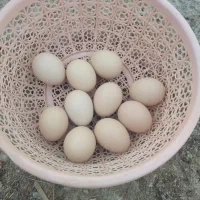 ماکیان|حیوانات مزرعه|سراوان, |دیوار