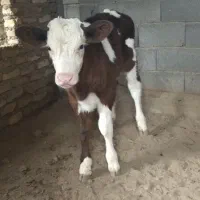 یک راس گاو شیری و یک راس گوساله سیمینتال