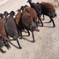 میش جوان درجه یک