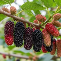 فروش نهال توت مینیاتوری و سفید ریشه قوی در رشت