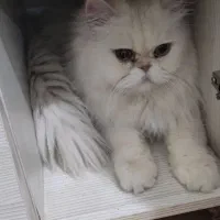 پرشین نر سفید عقیم شده